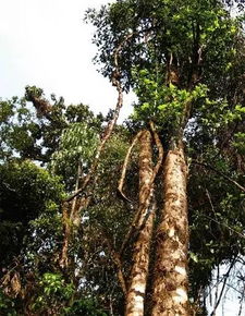 野生茶树最高的年龄有多少年
