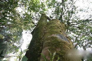 野生茶树最高的年龄有几年