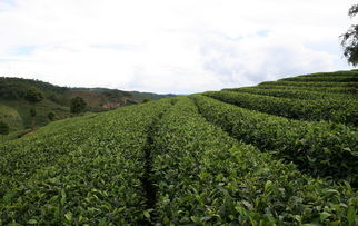 茶树优良品种的主要作用
