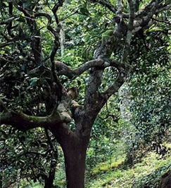 茶树品种地理标志保护标准规范