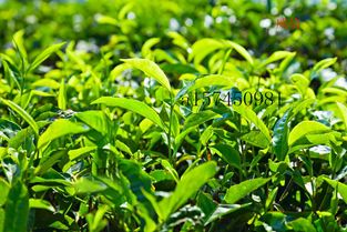 茶树品种资源的保护与利用方案