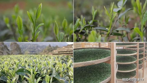 茶树品种基因研究的最新进展情况
