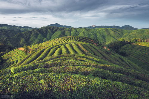茶树适宜生长的土壤环境是怎样的?
