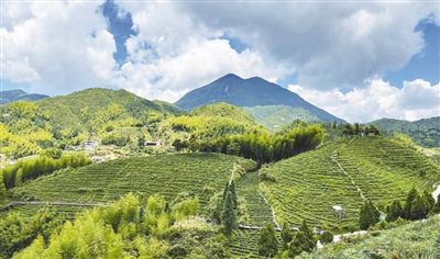 生态茶园建设技术规范：实现茶叶产业与生态环境的双赢
