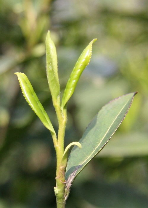 茶树的基因组指什么