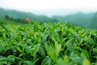 生态种植与茶叶可持续发展的关系是