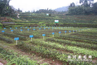 茶树地方品种