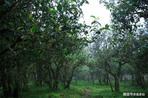 茶树生长的条件