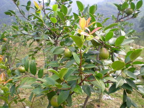 茶树苗的种植与管理