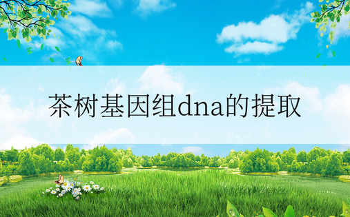 茶树基因组dna的提取