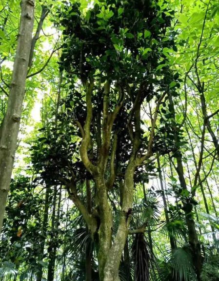 野生茶树的开发与利用