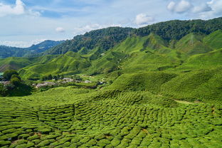 生态种植法在茶产业中的应用案例