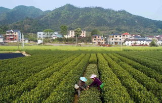 新品茶叶品种的培育过程