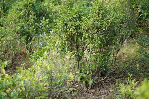 抗逆境茶树品种的研发