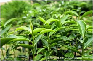 保护珍稀茶树种类的科研支持