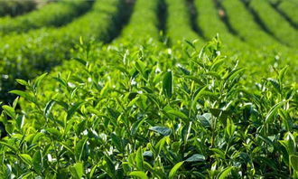 茶叶品种改良的科技支撑
