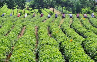 濒危茶树种类的挽救措施