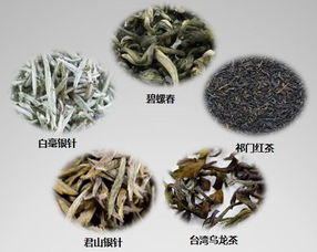 茶树品种与茶叶品质的关联