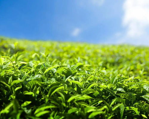 生态种植对茶叶品质的影响研究