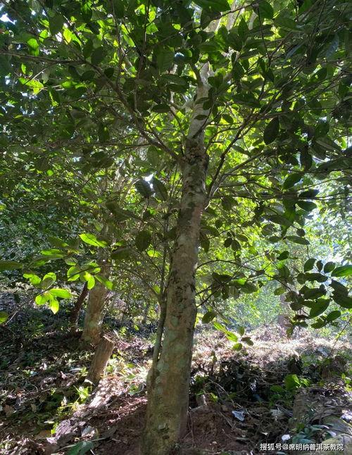 名优茶树品种的培育历程