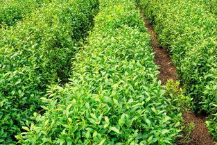 抗逆境茶树品种的研发