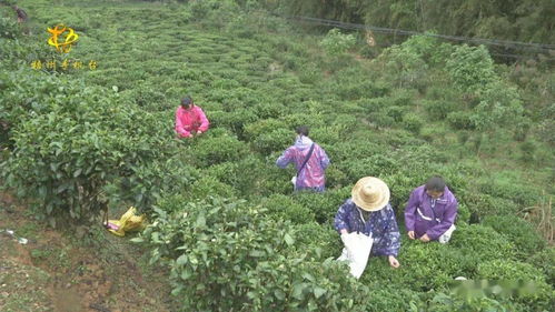 茶树品种地理标志保护