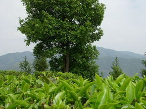 茶叶生态种植