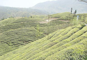 中国茶树优良品种介绍