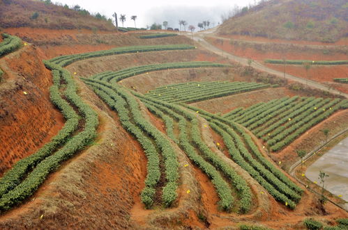 生态种植法在茶产业中的应用案例研究