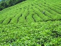 茶树基因组研究进展