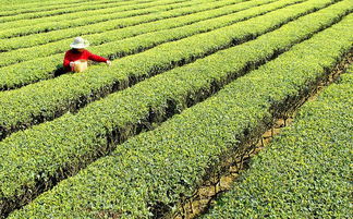 茶叶品种改良的科技支撑是