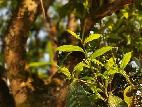 古树茶好不好