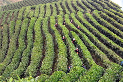 什么是有机茶?有机茶的质量要求包括哪几个方面内容?