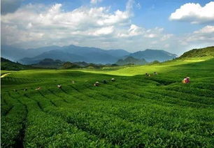 茶叶种植生态效益