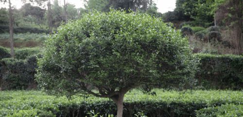 种植茶树与生态环境相互影响的研究