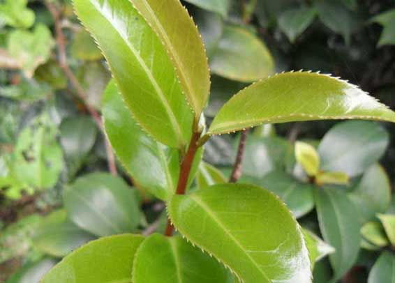受保护的茶树品种