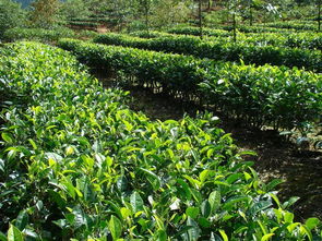 有机茶叶种植