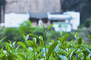 茶树品种排名榜