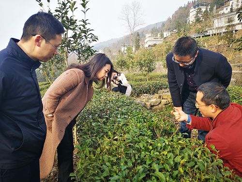 有机茶种植与管理