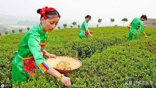 我国当前茶树育种进展