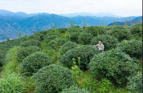 生态茶园种什么树