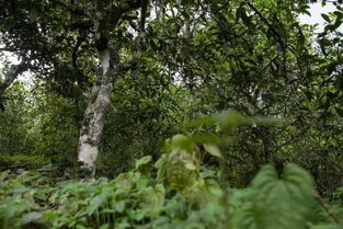 种植茶树对环境的影响