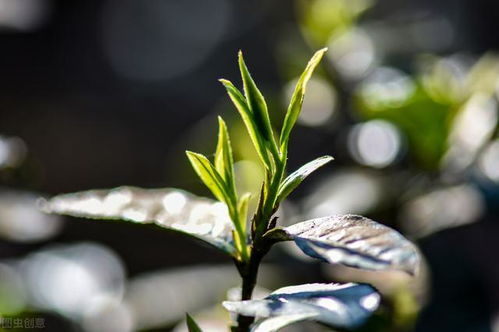 贺开古树茶价格表