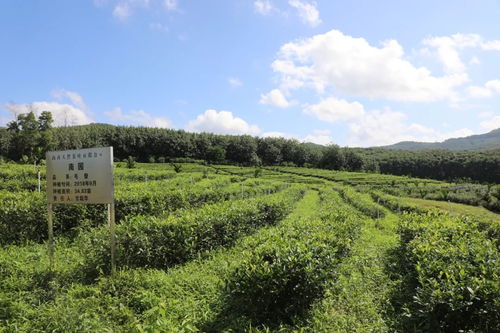 种植茶树的优势自然条件