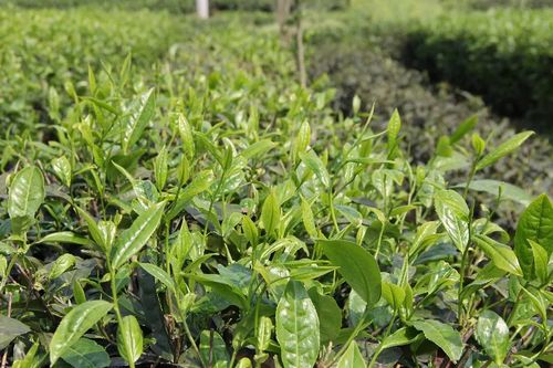 茶树种质资源描述规范