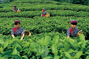 茶叶种植业