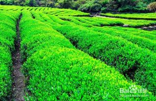 种植茶树的生态效益怎么样
