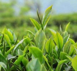 茶叶种植对生态环境保护的影响