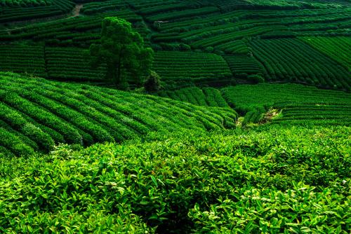 种植茶叶对环境带来哪些好处?