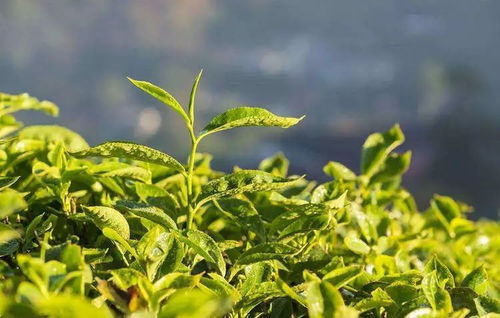 被保护起来的茶树品种